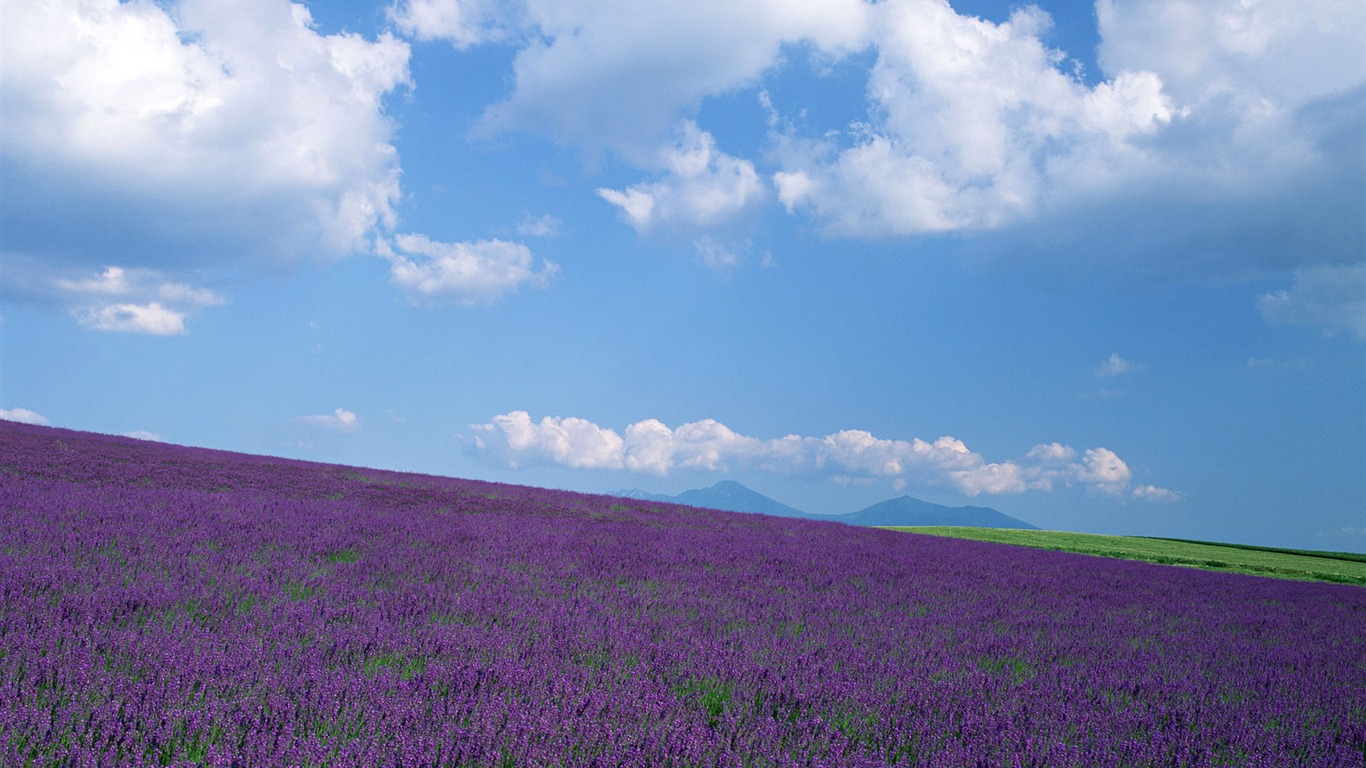 Blauer Himmel, weiße Wolken und Blumen Wallpaper #16 - 1366x768