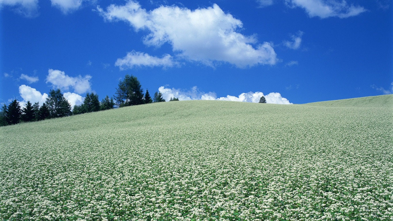 Blue Sky bílé mraky a květiny tapety #17 - 1366x768