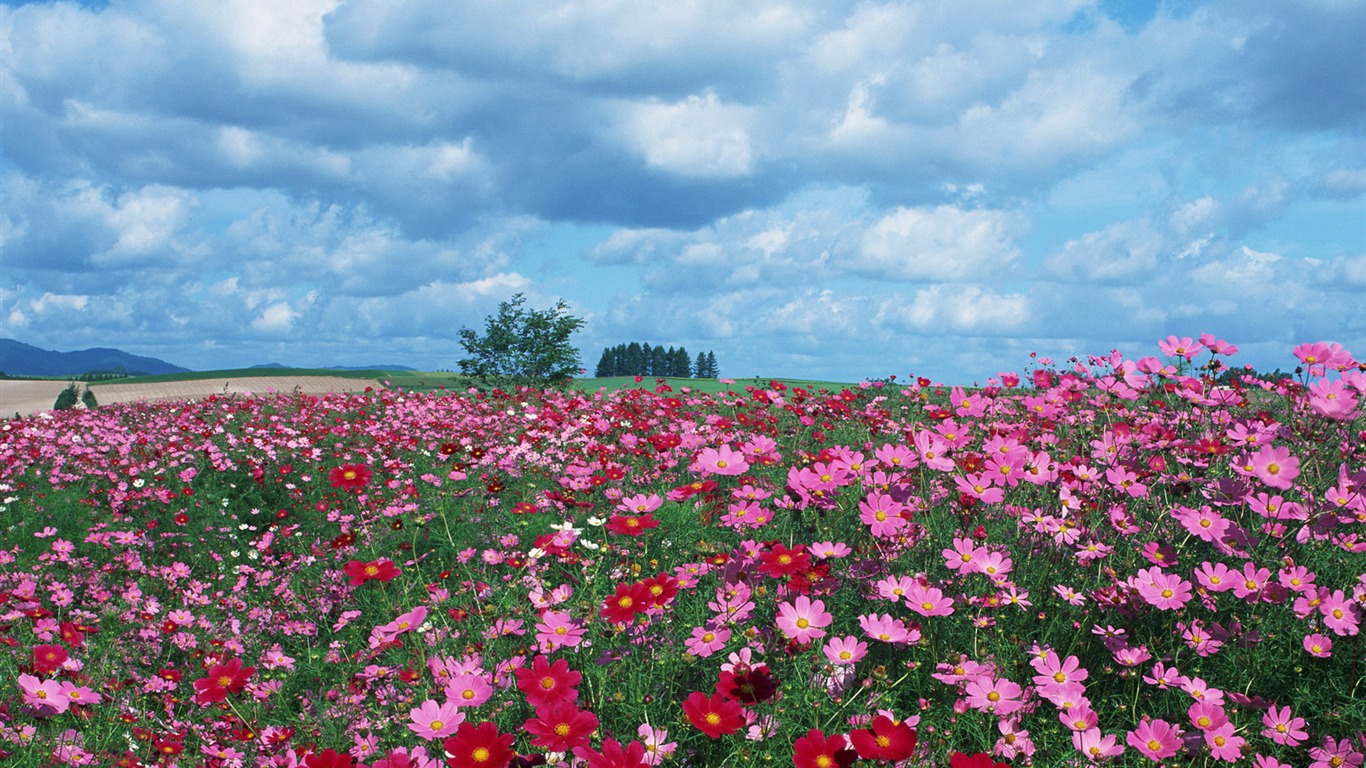 Blauer Himmel, weiße Wolken und Blumen Wallpaper #18 - 1366x768