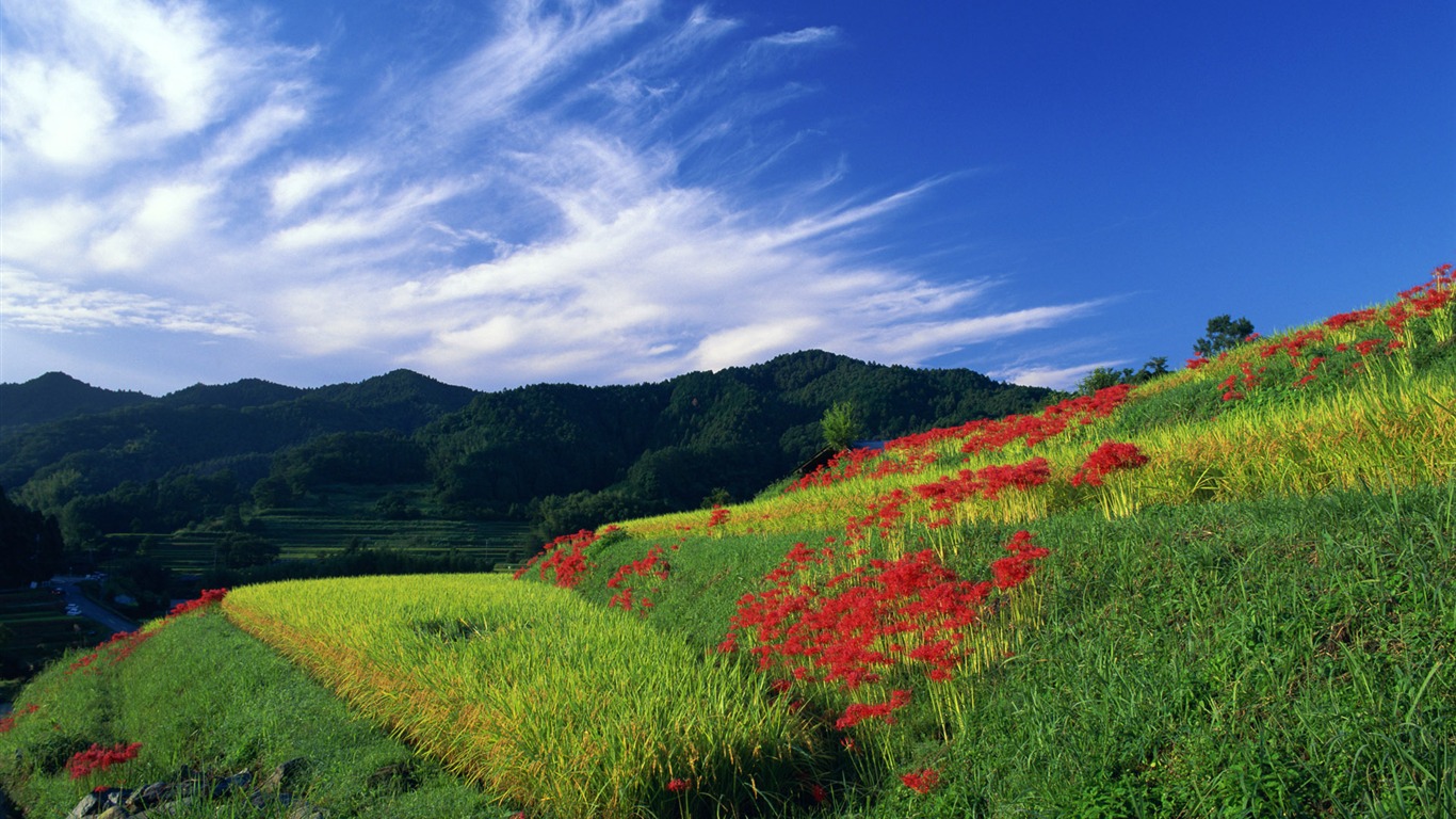 Blauer Himmel, weiße Wolken und Blumen Wallpaper #19 - 1366x768