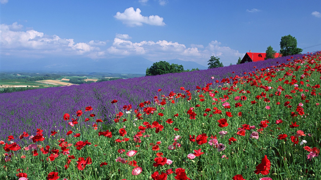 Blauer Himmel, weiße Wolken und Blumen Wallpaper #20 - 1366x768