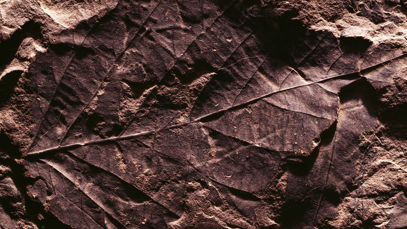 千年生物壁紙專輯(二) #8 - 1366x768