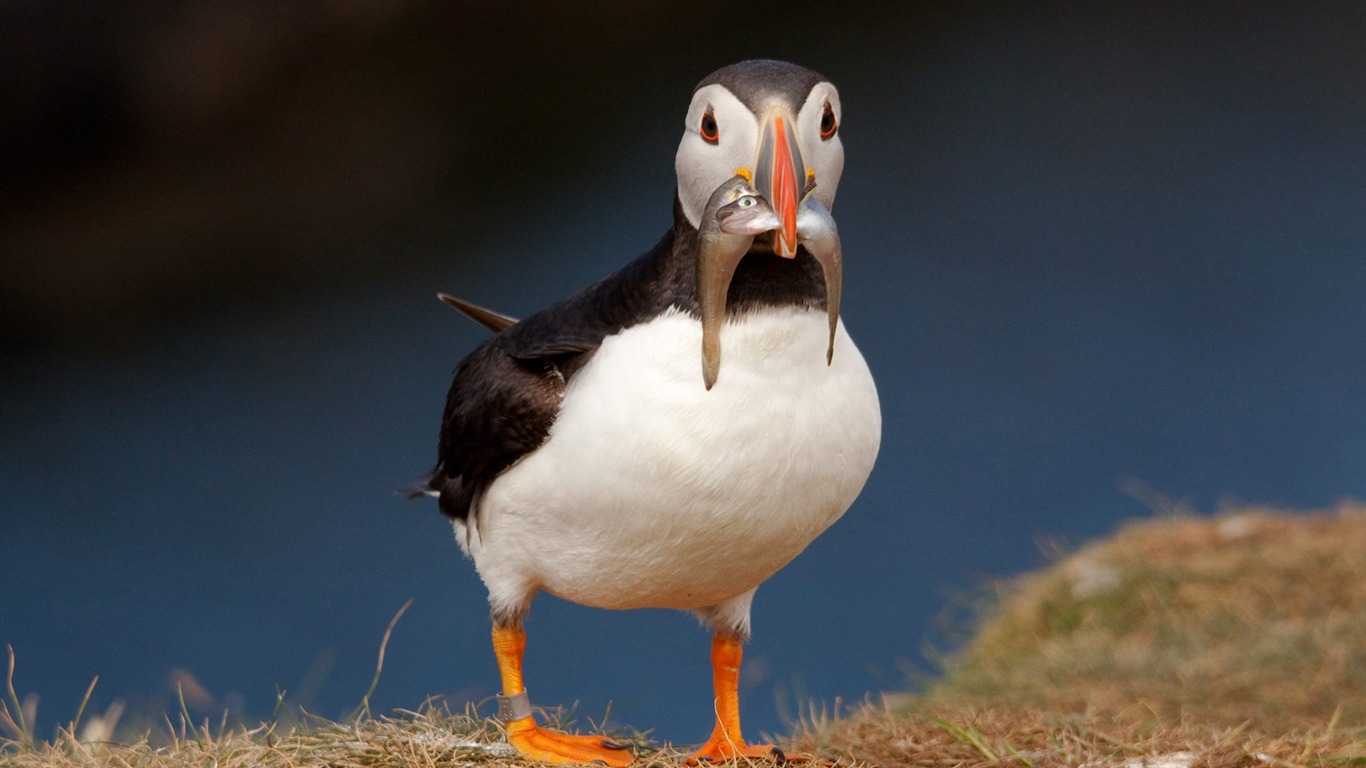 National Geographic Wallpapers Animal articles (1) #1 - 1366x768