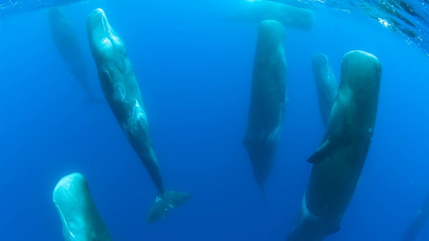 世界地理動物篇壁紙(一) #4 - 1366x768