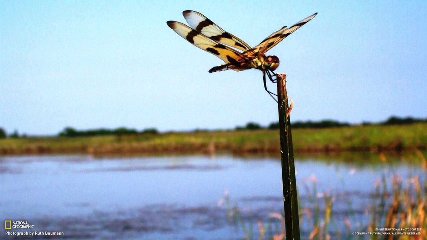 National Geographic Tapety zvířat články (1) #17 - 1366x768