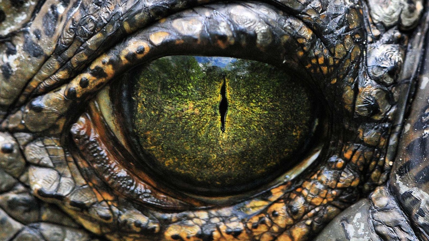 世界地理動物篇壁紙(一) #18 - 1366x768