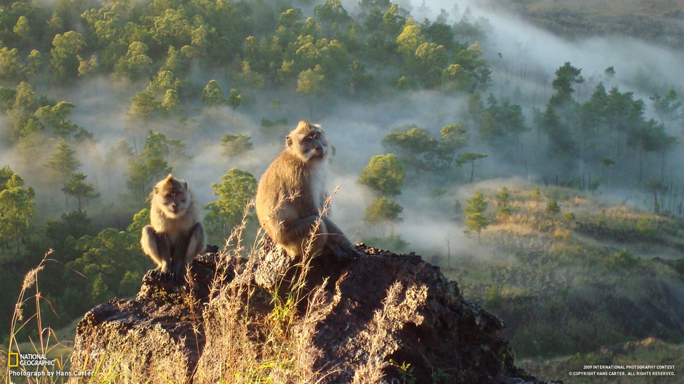 National Geographic Wallpapers articles animale (1) #19 - 1366x768