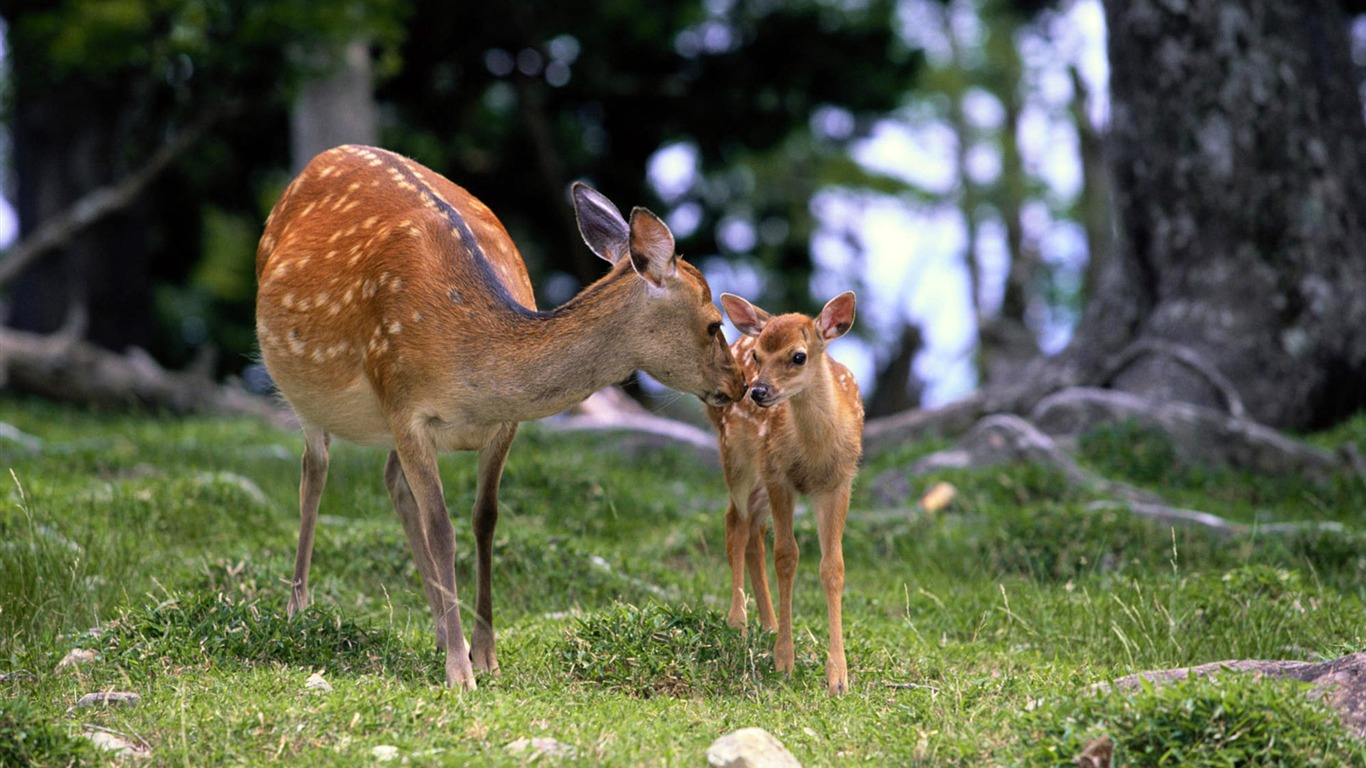 動物親情壁紙專輯(二) #10 - 1366x768