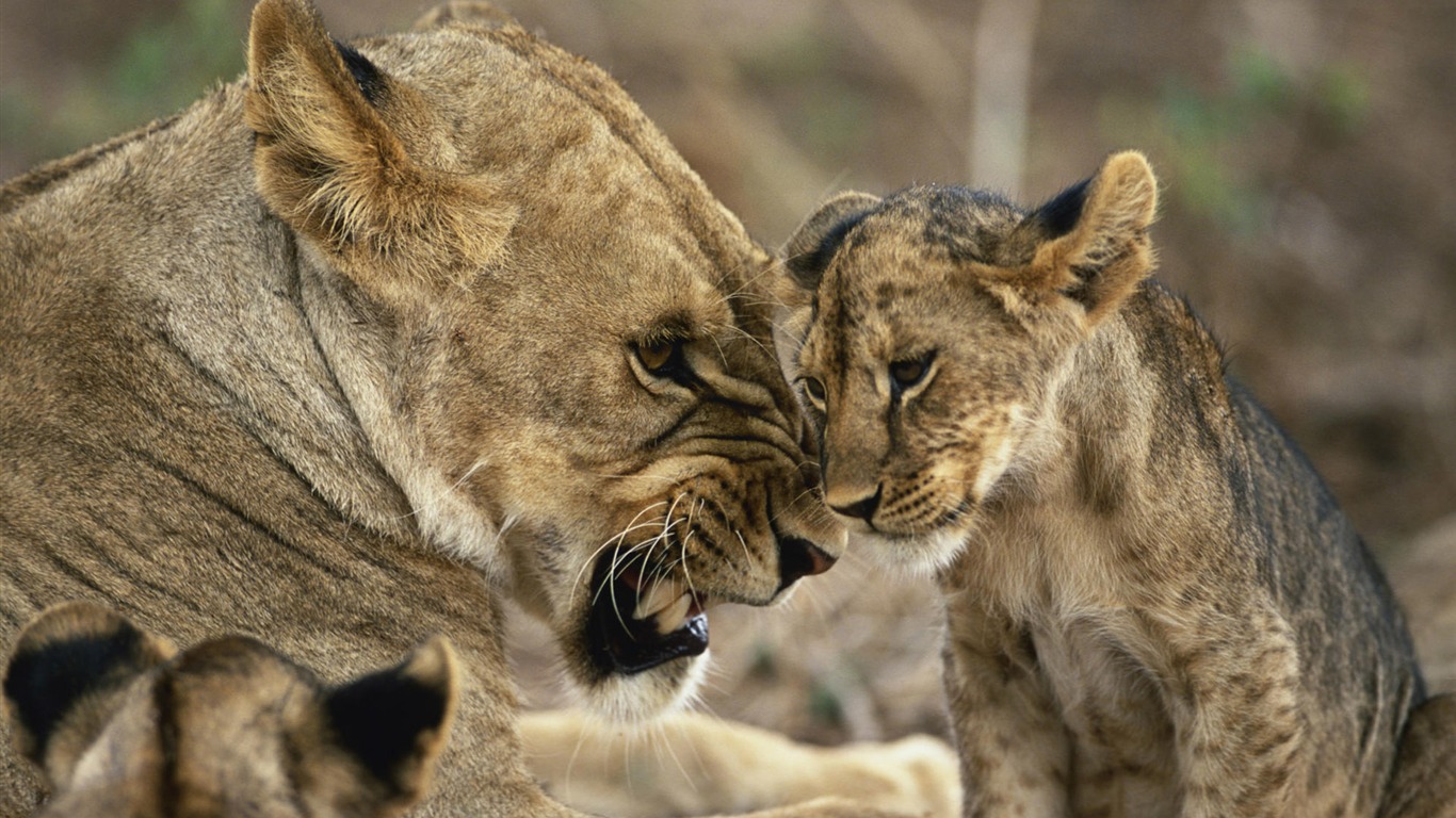 Animal affection wallpaper album (2) #20 - 1366x768