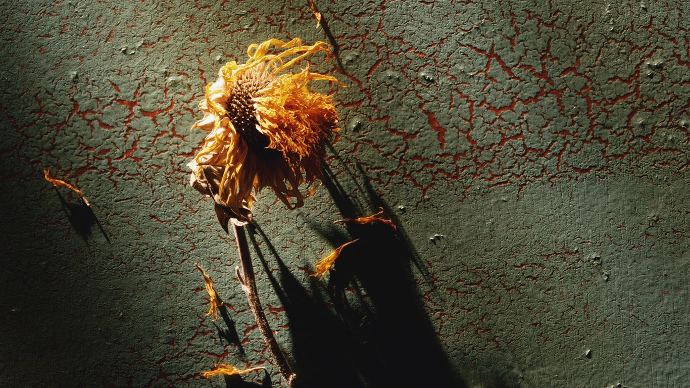 千年生物壁紙專輯(三) #3 - 1366x768