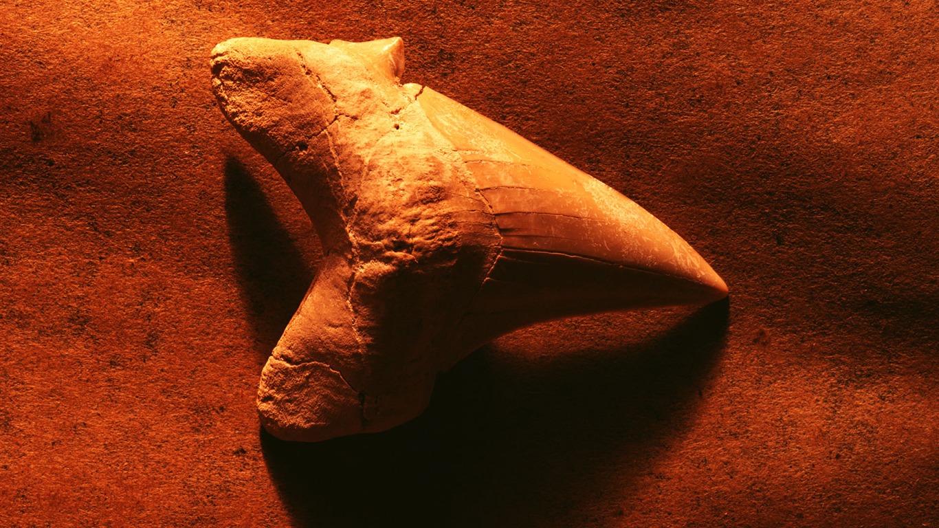 千年生物壁紙專輯(三) #5 - 1366x768