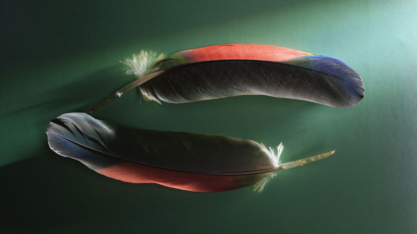 千年生物壁紙專輯(三) #10 - 1366x768