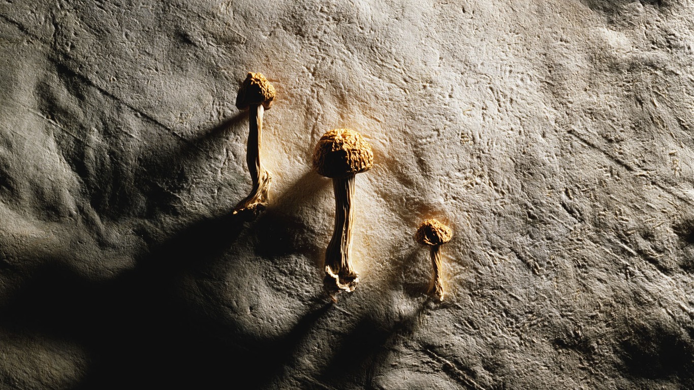Millennium biological Wallpaper Album (3) #14 - 1366x768