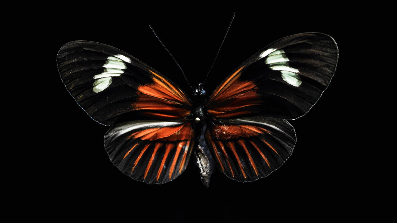 tisíciletí biologický Wallpaper Album (4) #18 - 1366x768