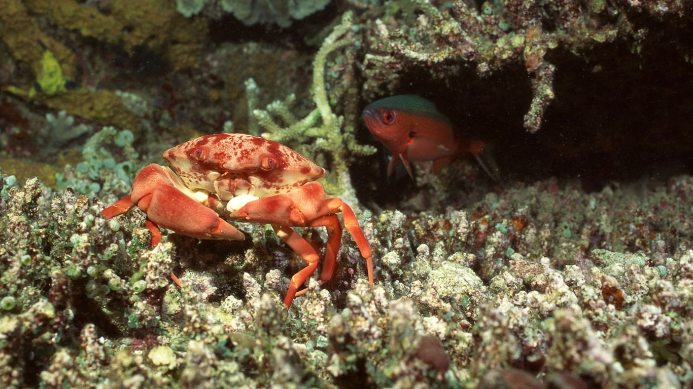 Deep Blue Underwater World Wallpaper #10 - 1366x768