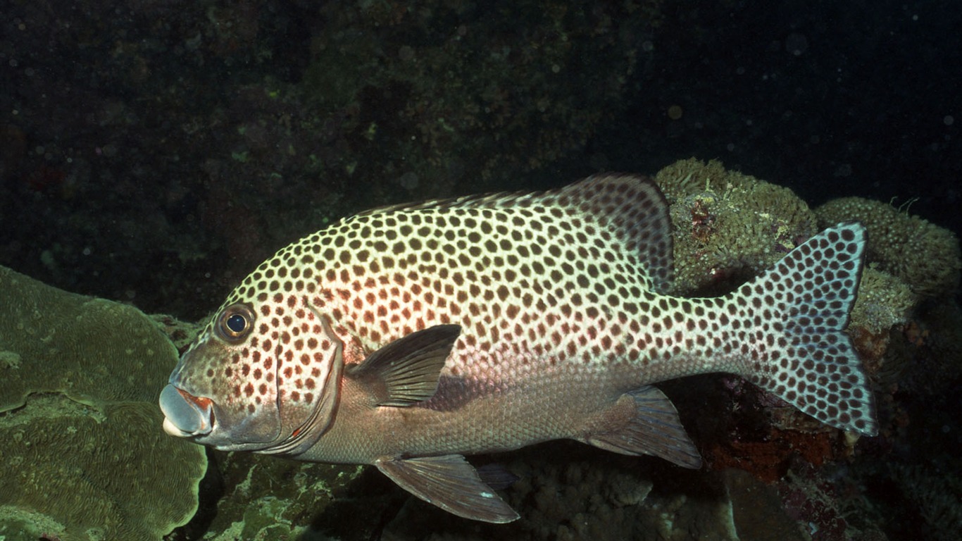 深蓝海底世界壁纸24 - 1366x768