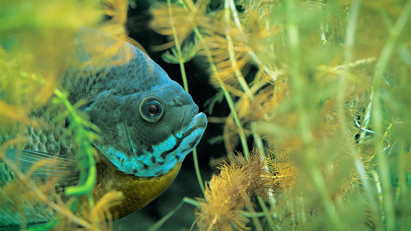 Deep Blue Underwater World Wallpaper #30 - 1366x768