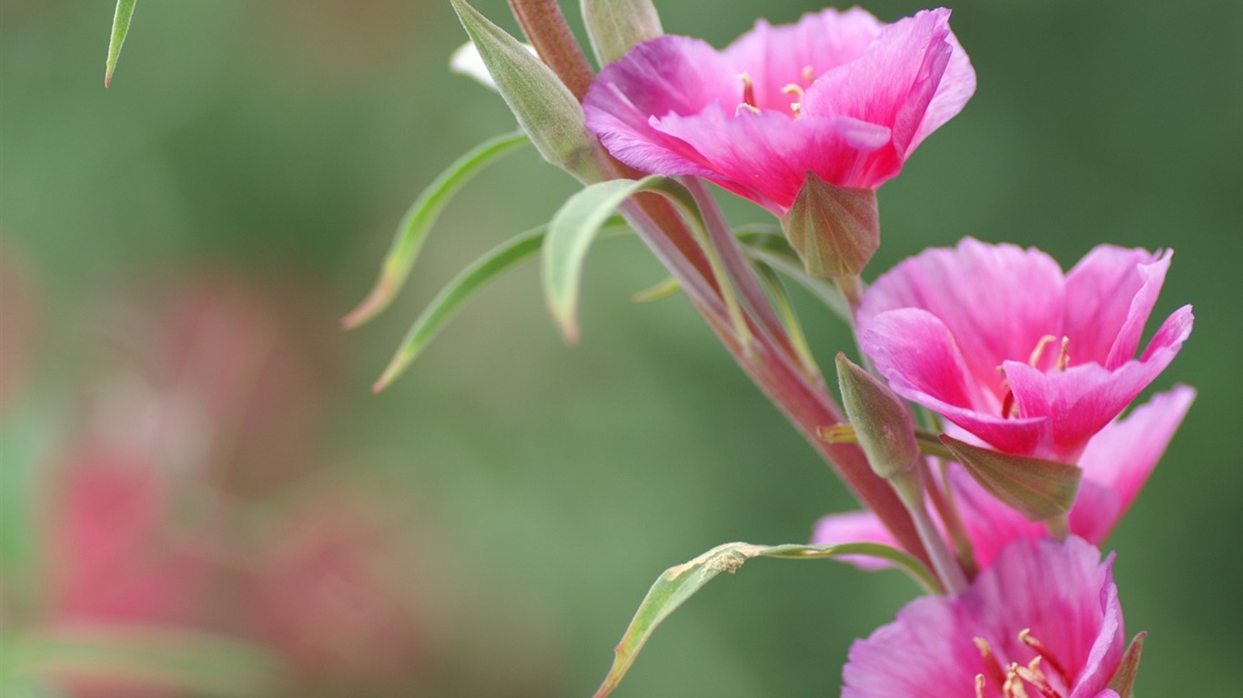 花卉攝影精美壁紙 #5 - 1366x768
