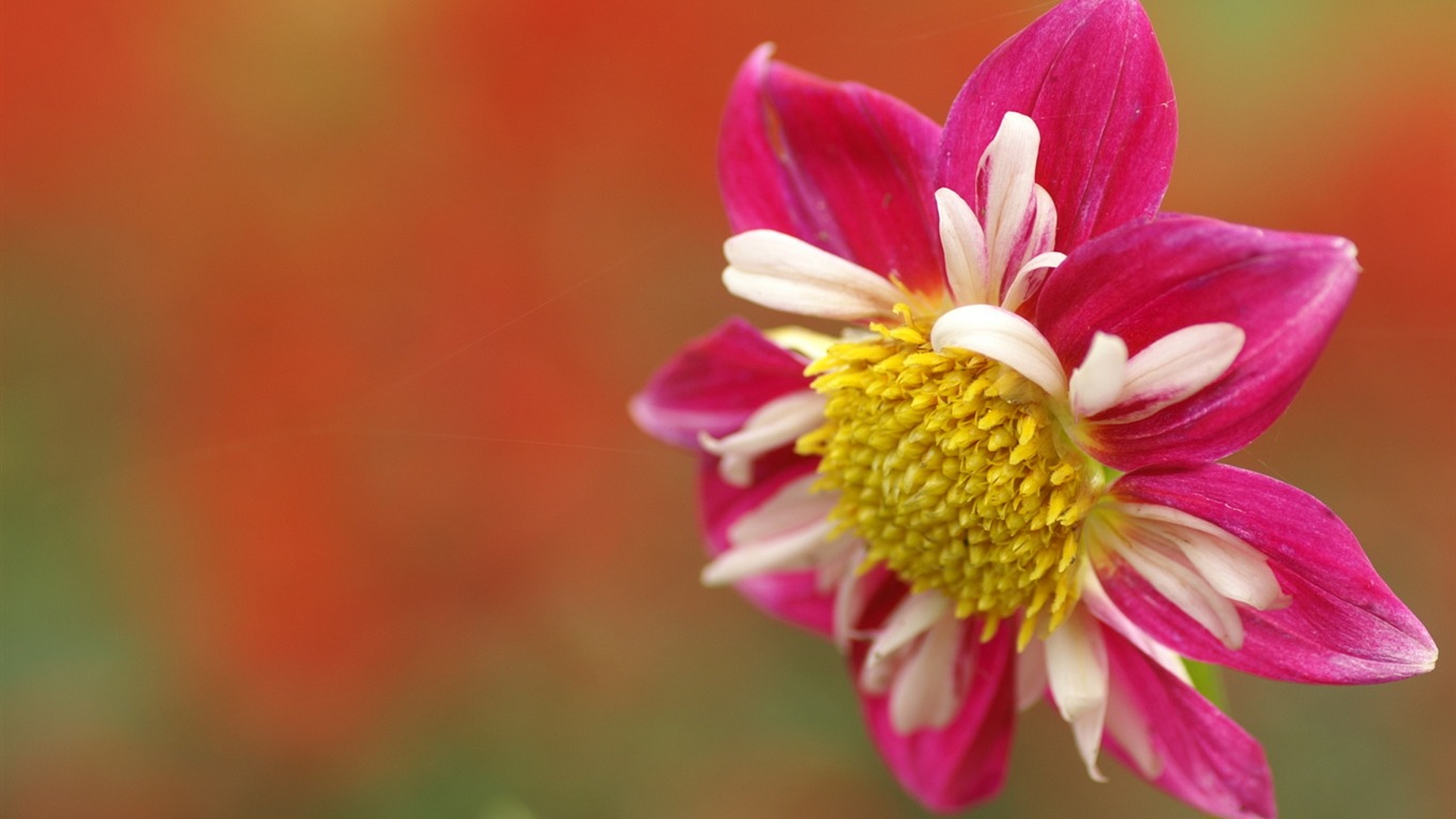 花卉攝影精美壁紙 #22 - 1366x768