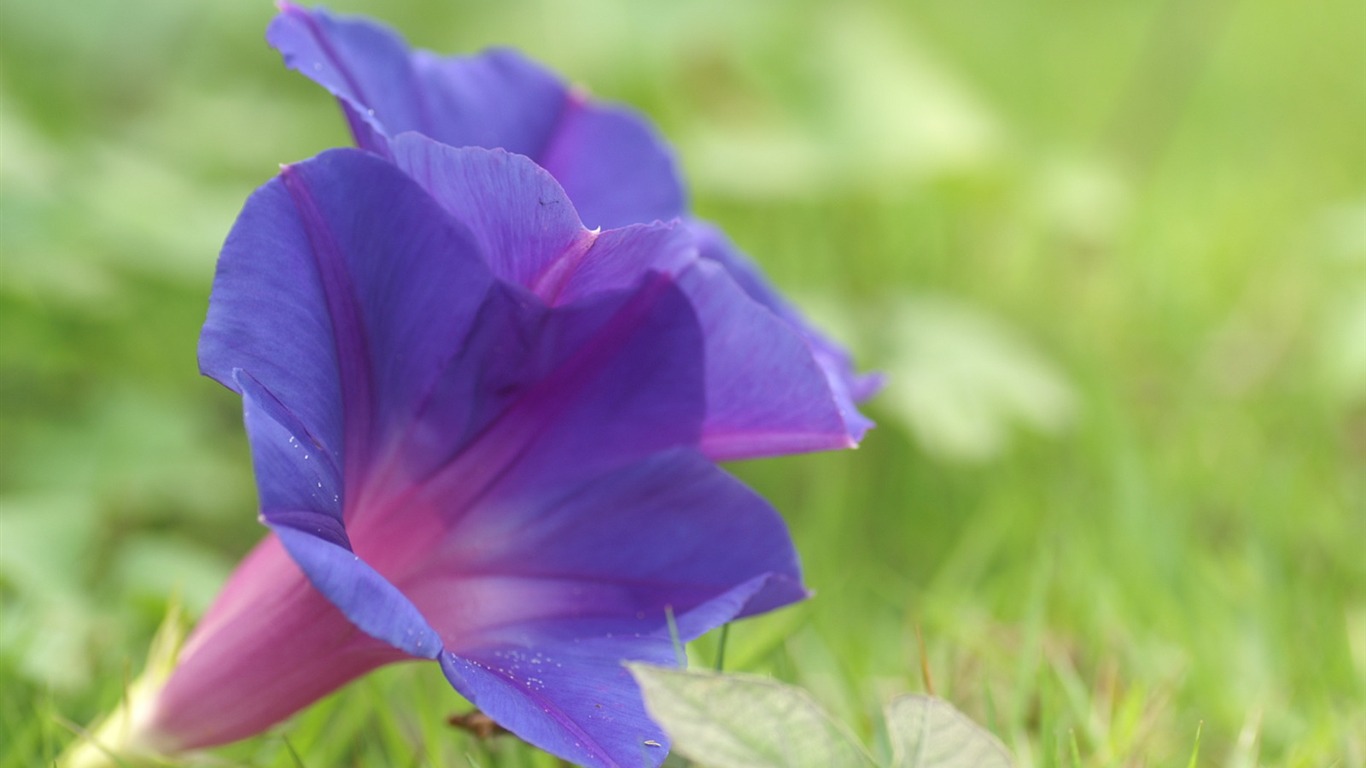 Exquisite Flowers Wallpapers #33 - 1366x768