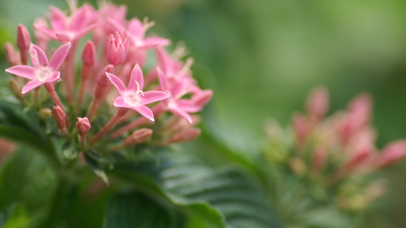 花卉摄影精美壁纸34 - 1366x768