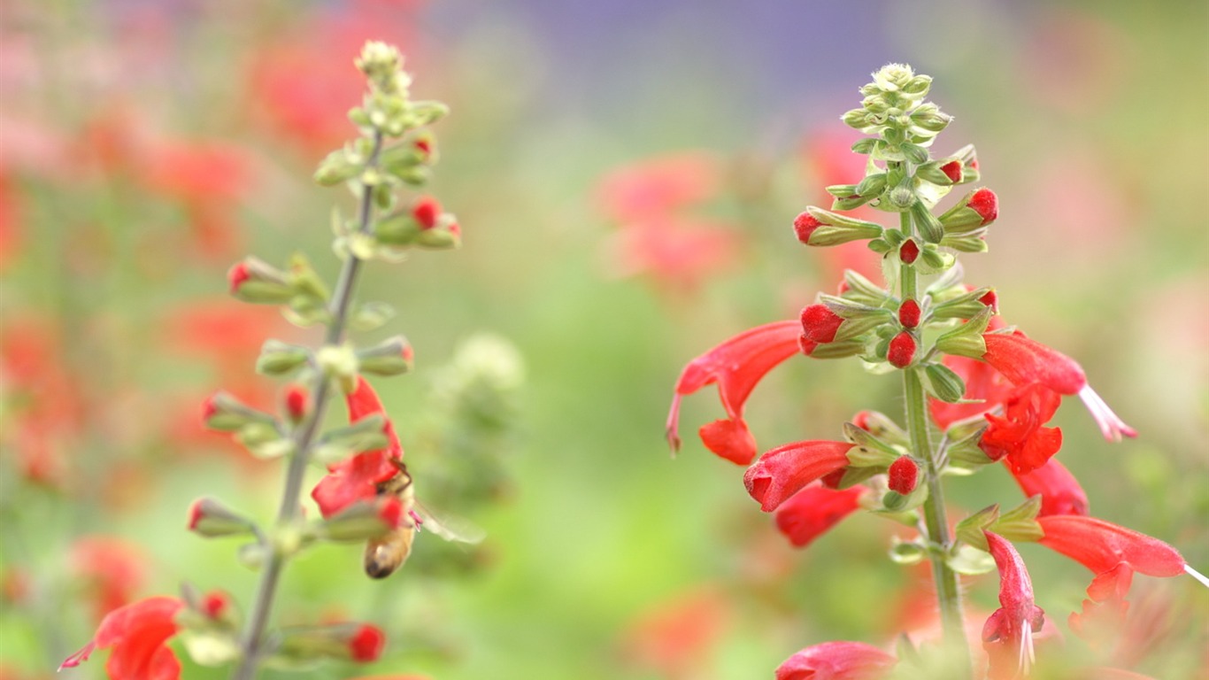 絶妙な花の壁紙 #35 - 1366x768