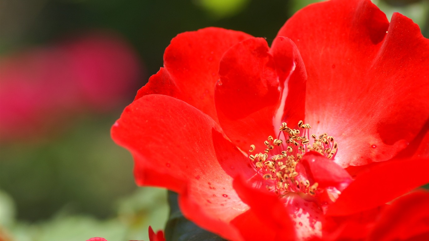 Fondos de exquisitas flores #37 - 1366x768