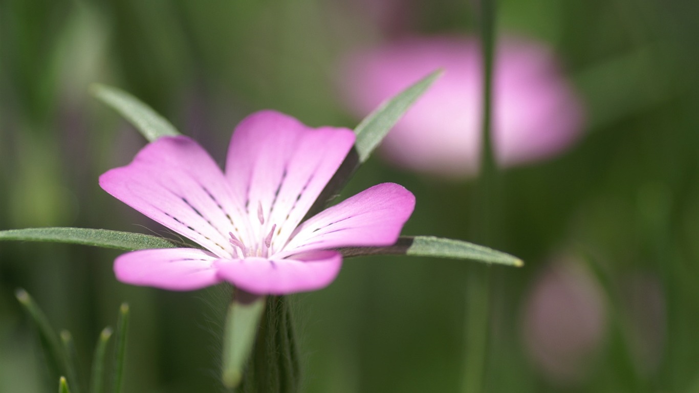 絶妙な花の壁紙 #38 - 1366x768