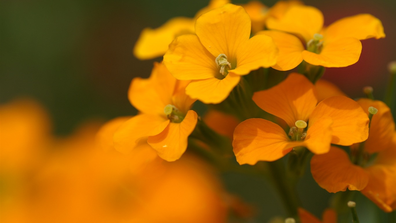 花卉攝影精美壁紙 #39 - 1366x768