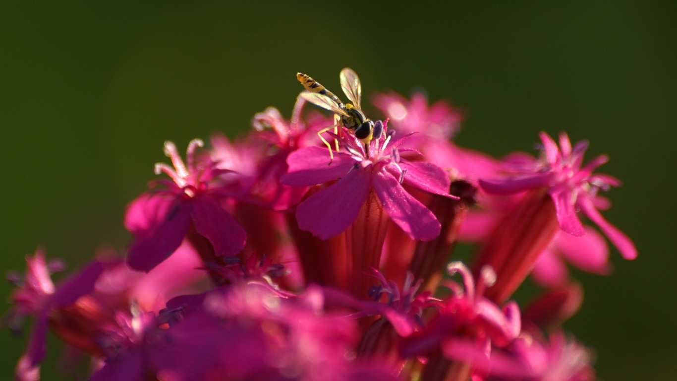 Fleurs exquises d'écran #41 - 1366x768