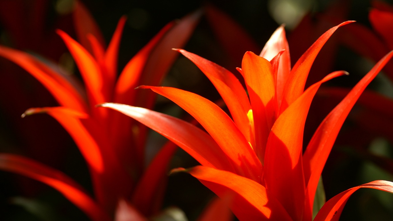 Fleurs exquises d'écran #43 - 1366x768