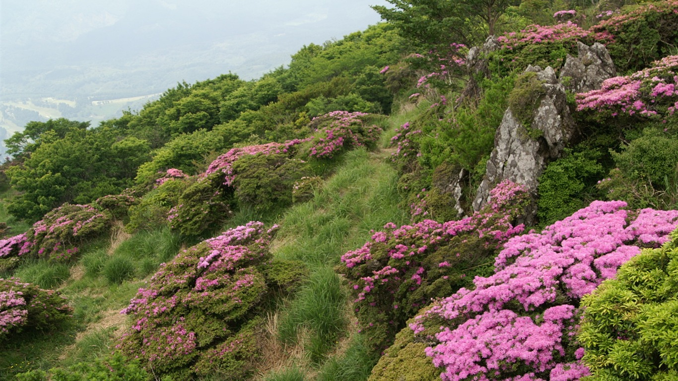 Vybrané květin tapety #44 - 1366x768