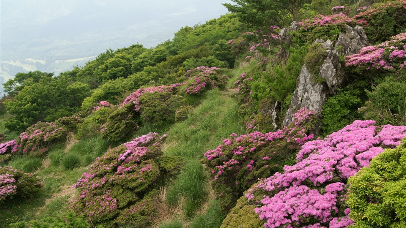 절묘한 꽃 배경 화면 #44 - 1366x768