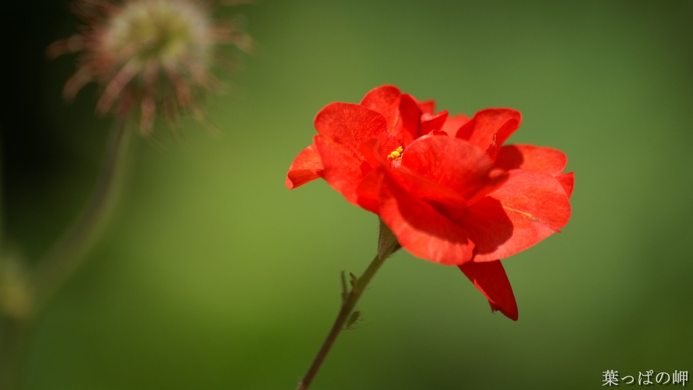 花卉摄影精美壁纸45 - 1366x768