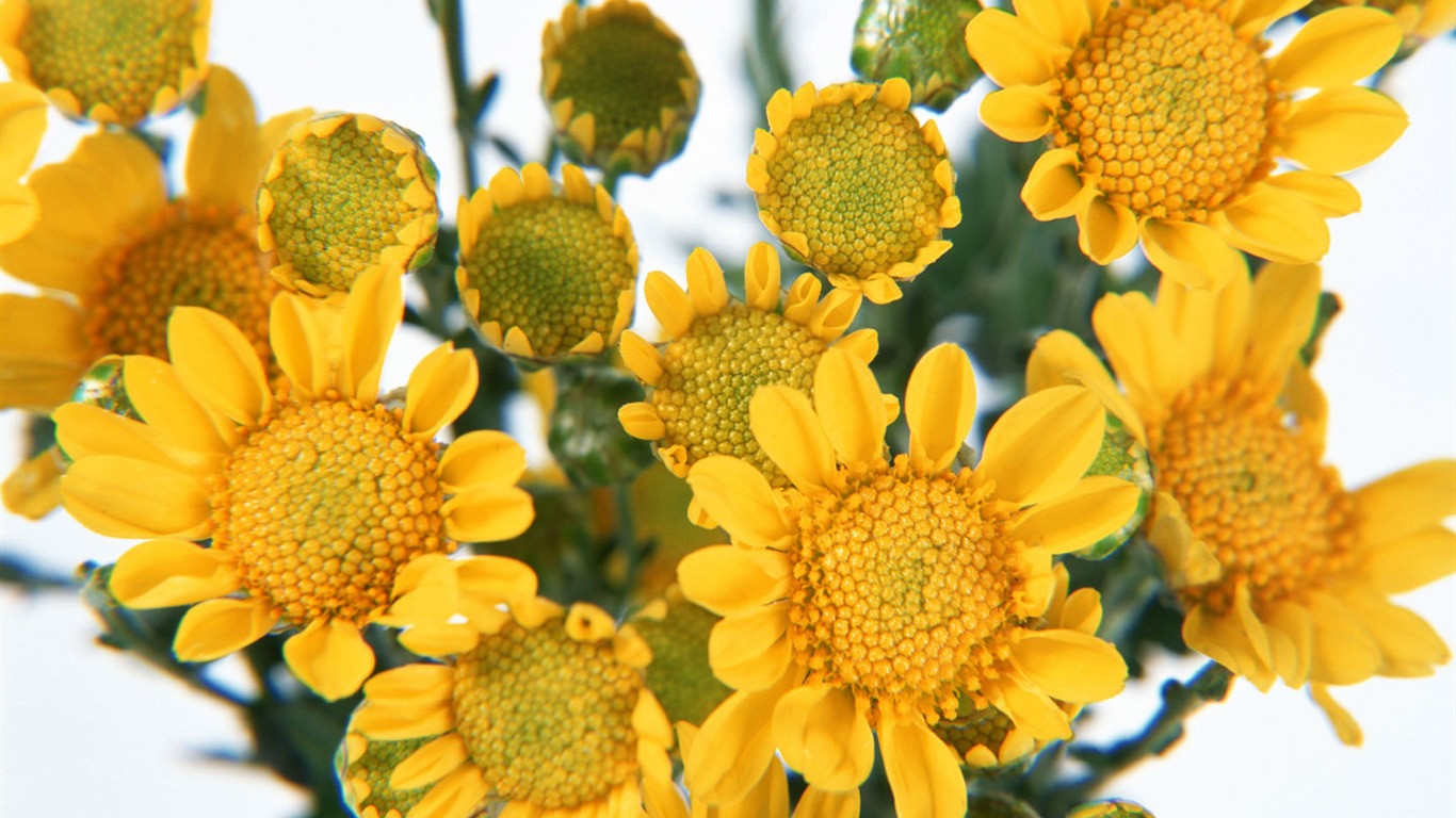 鮮花特寫(六) #4 - 1366x768
