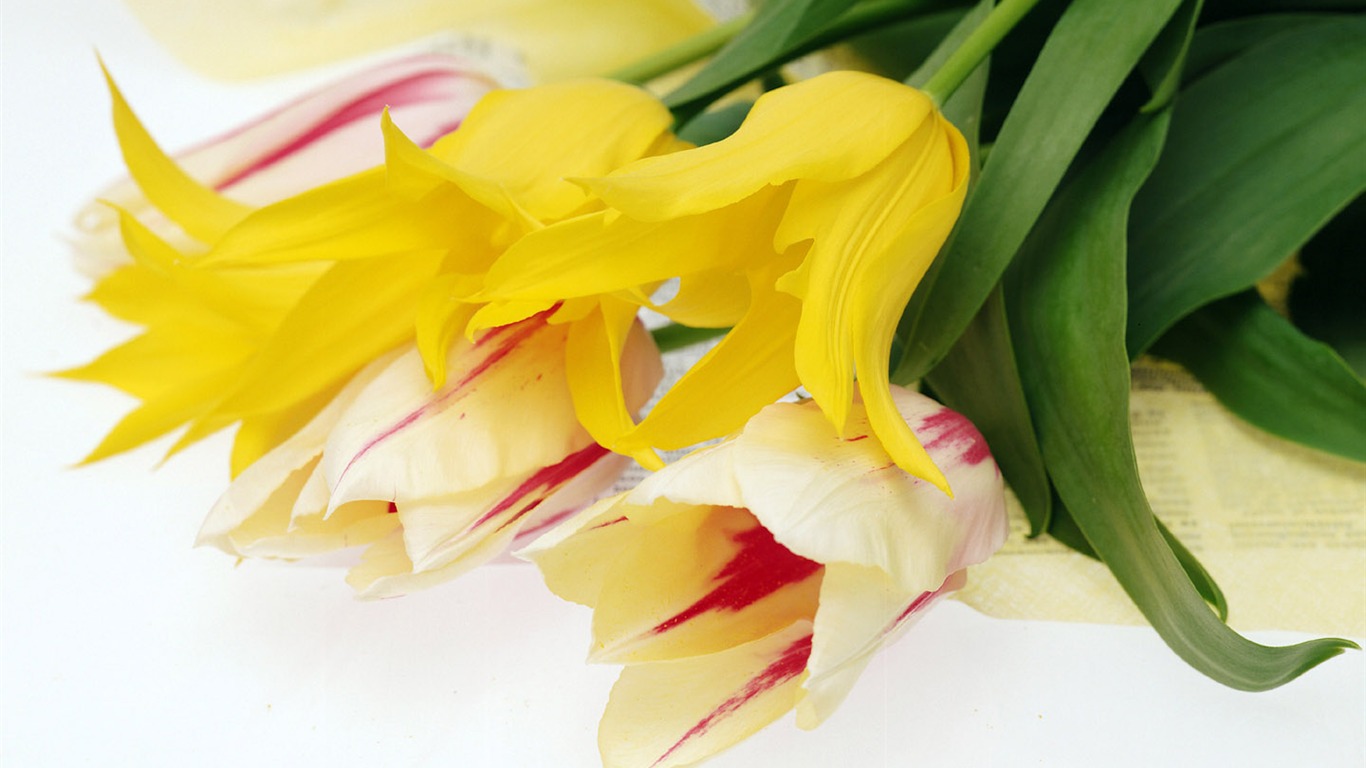 Flowers close-up (6) #9 - 1366x768