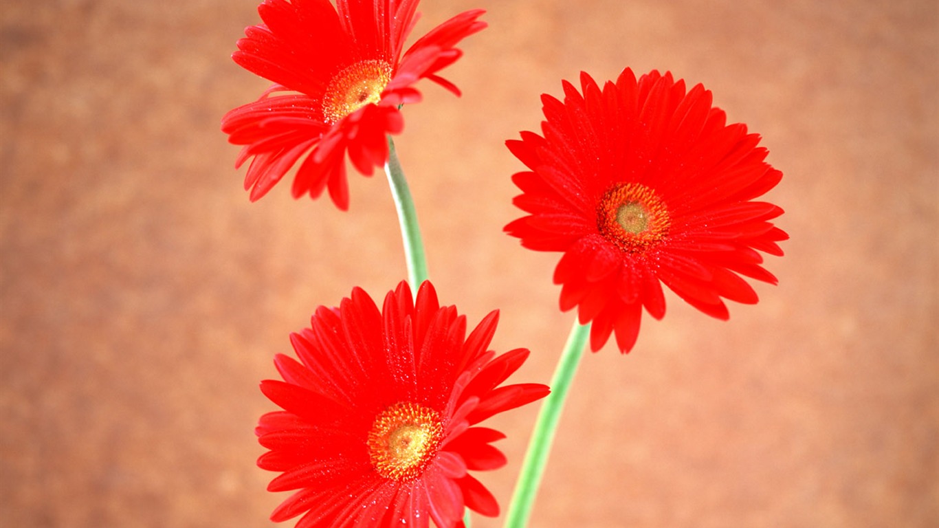 Flowers close-up (6) #20 - 1366x768