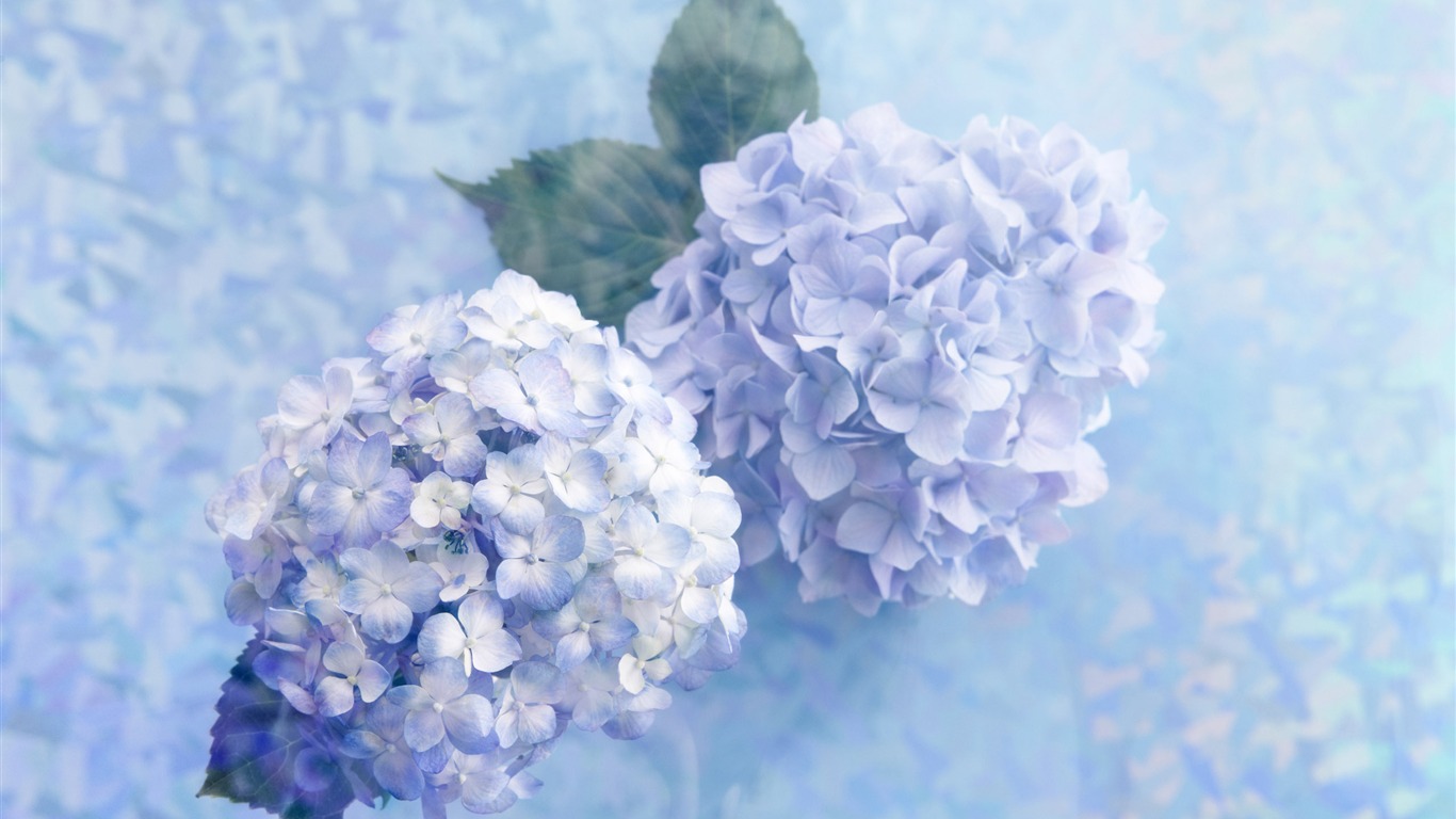 Květiny Dárky HD Tapety na plochu (4) #8 - 1366x768