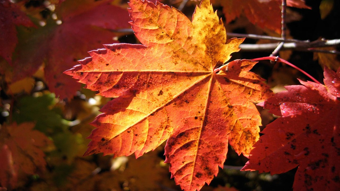 Beautiful natural scenery wallpapers (2) #2 - 1366x768