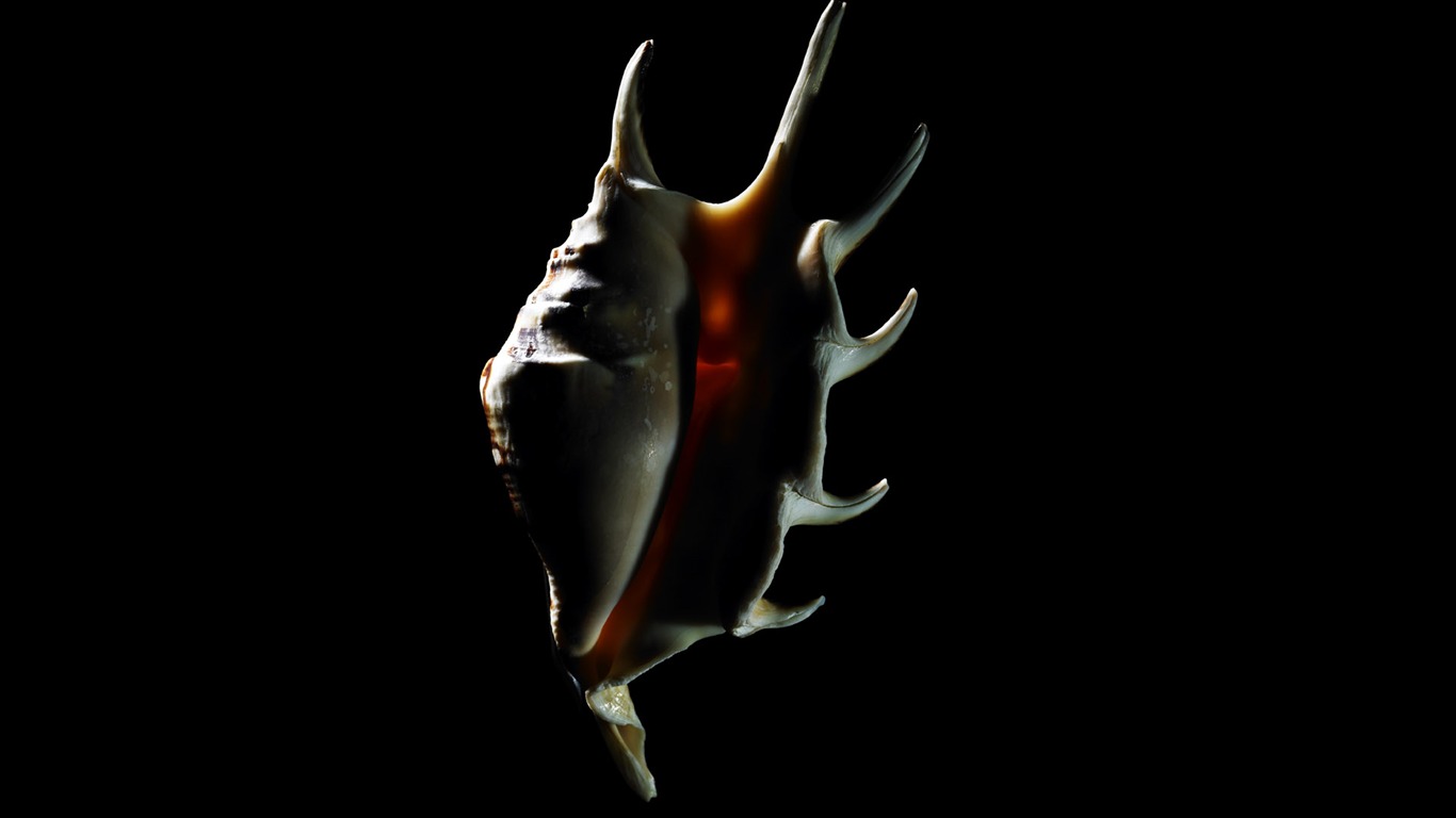 tisíciletí biologický Wallpaper Album (5) #2 - 1366x768