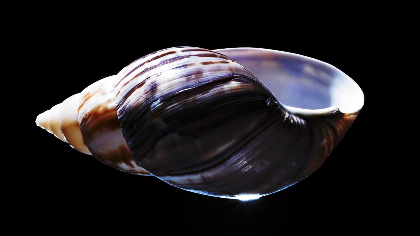 千年生物壁紙專輯(五) #3 - 1366x768