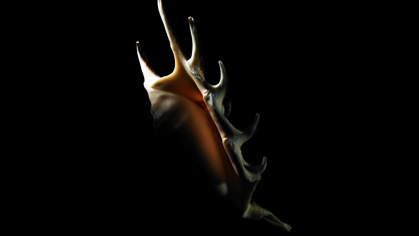 tisíciletí biologický Wallpaper Album (5) #11 - 1366x768