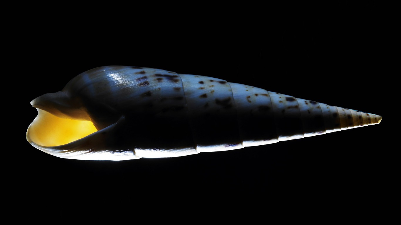 千年生物壁紙專輯(五) #17 - 1366x768