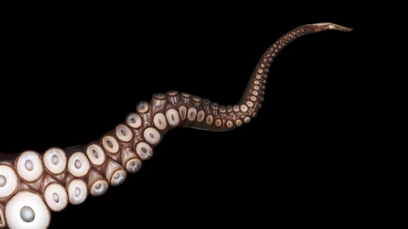千年生物壁紙專輯(五) #19 - 1366x768
