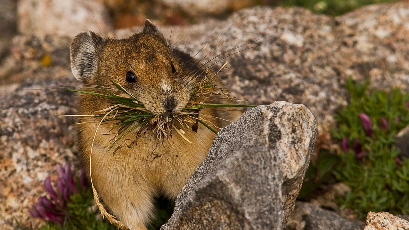 National Geographic Bilder Animal Artikel (2) #6 - 1366x768