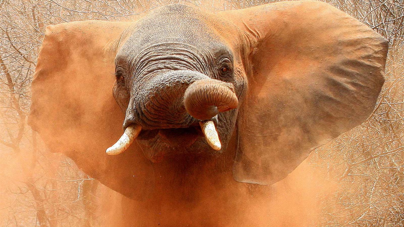 National Geographic Wallpapers Animal articles (2) #9 - 1366x768