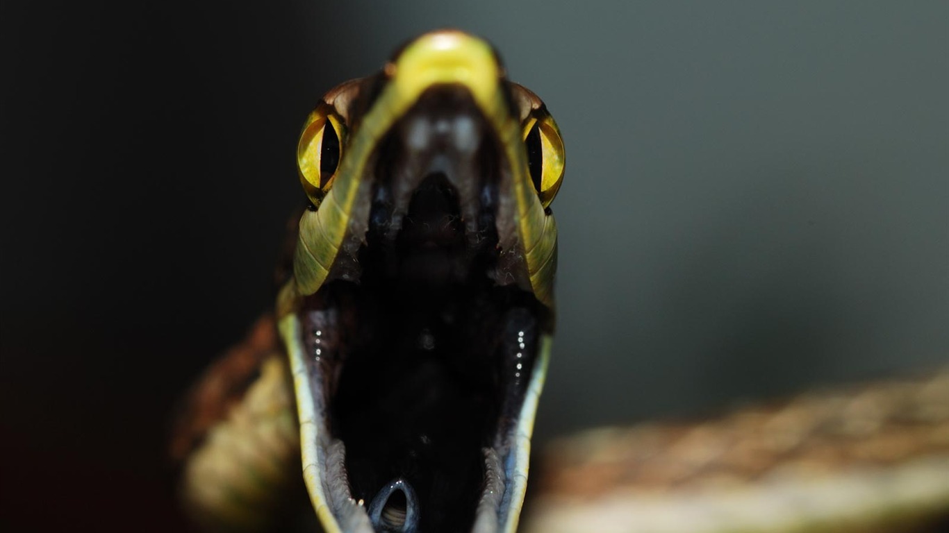 National Geographic Tapety zvířat články (2) #14 - 1366x768