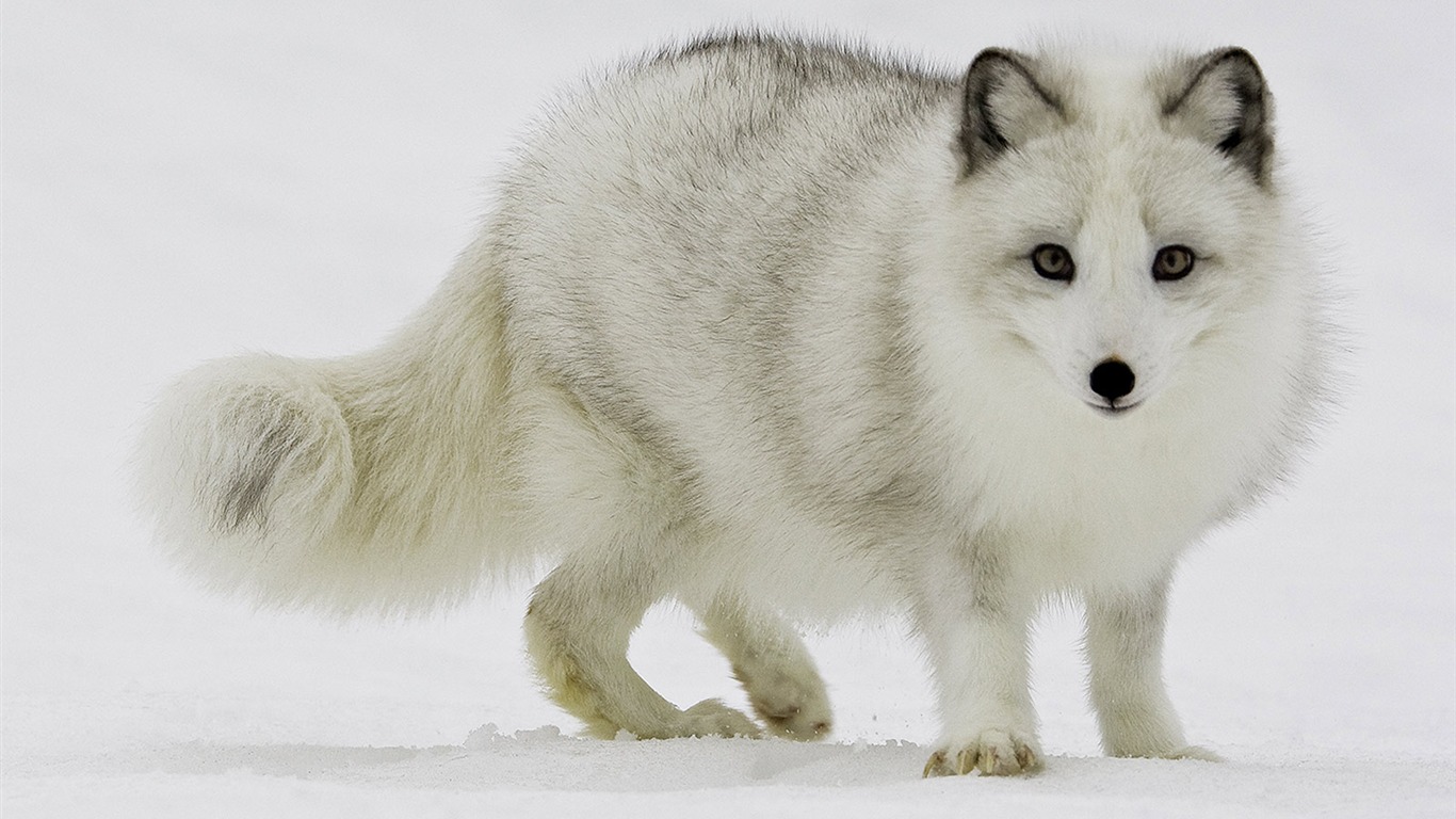 National Geographic Wallpapers Animal articles (2) #20 - 1366x768