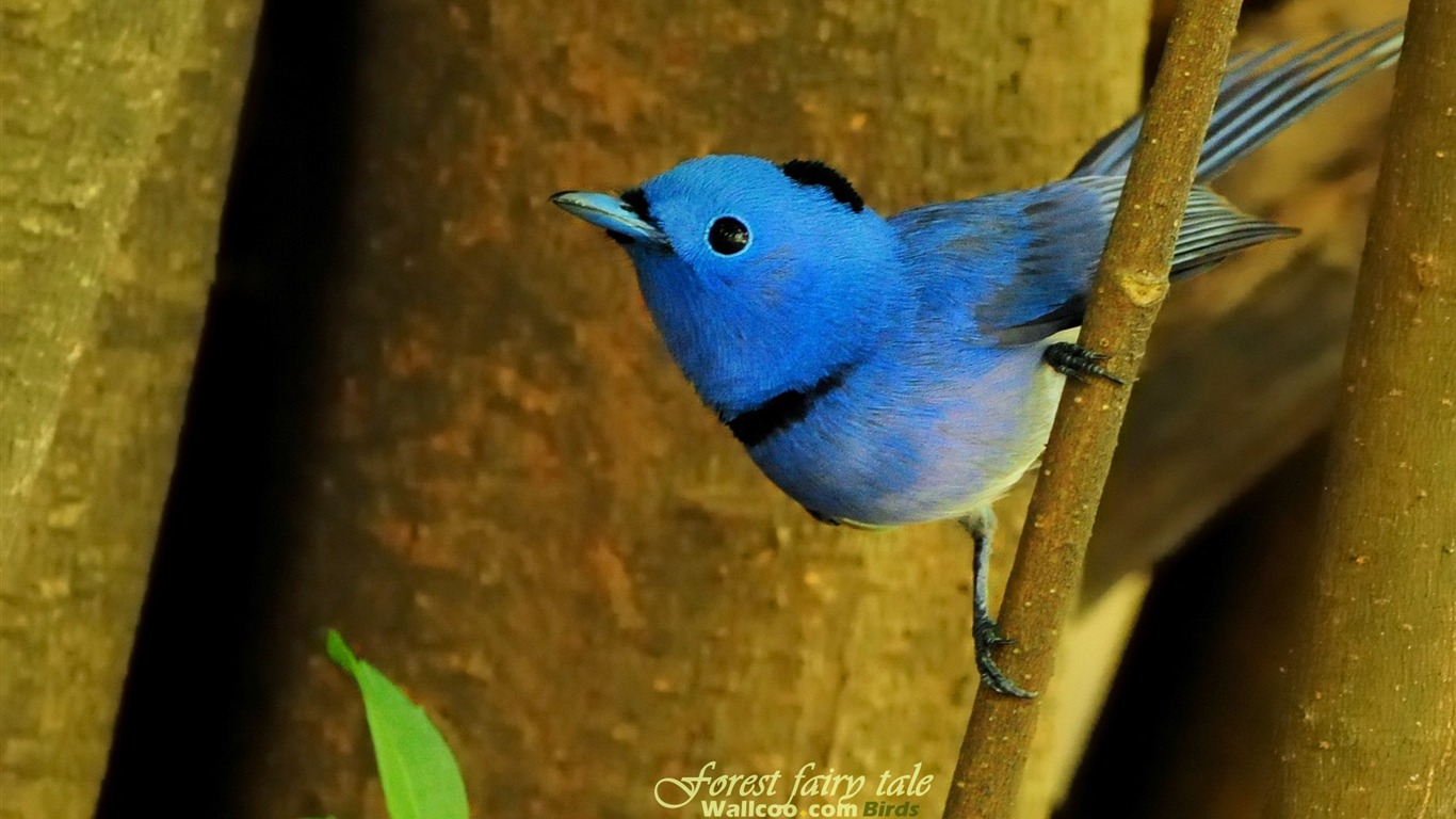 Lovely spring bird wallpaper #7 - 1366x768