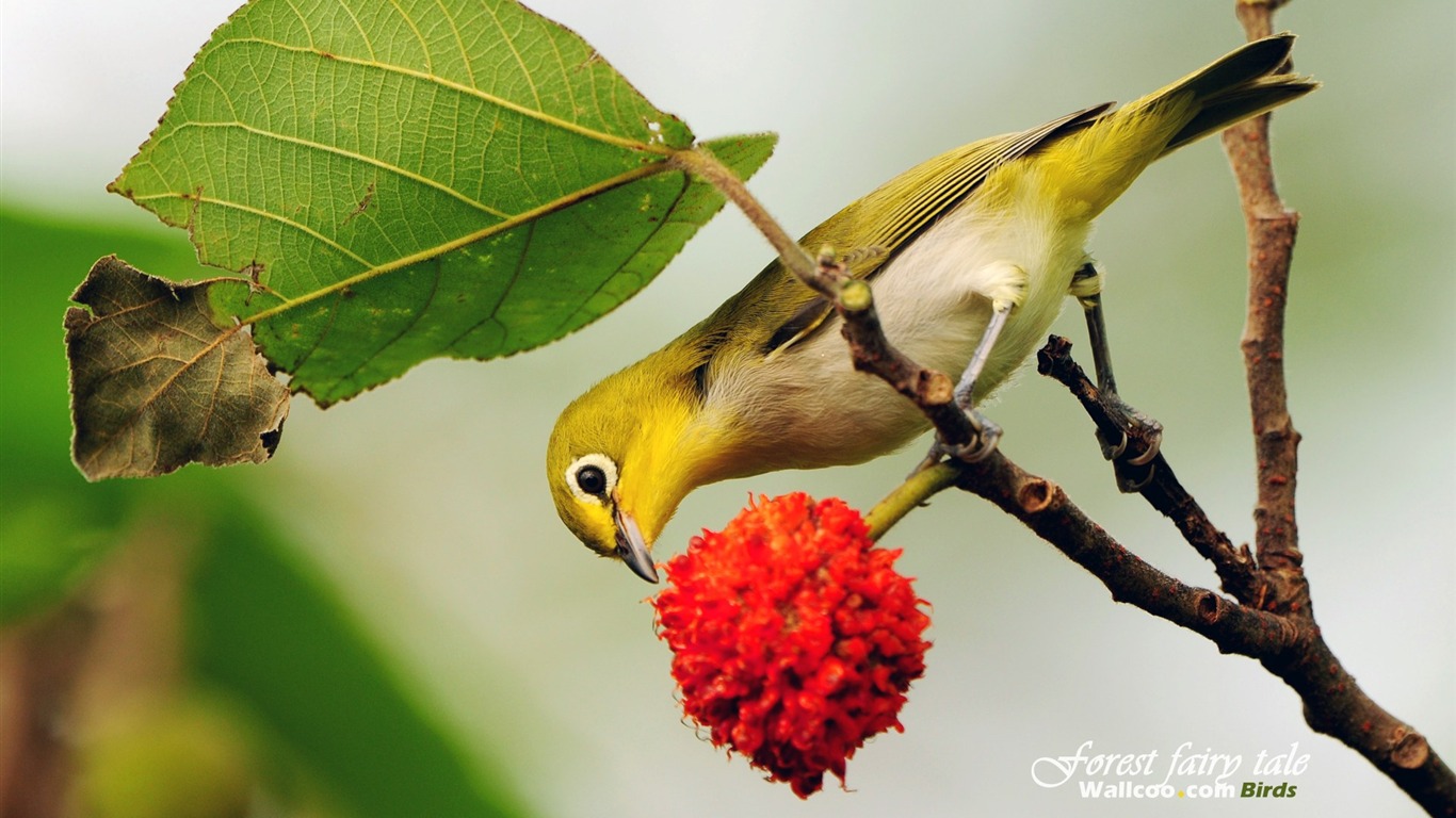 素敵な春の鳥の壁紙 #8 - 1366x768